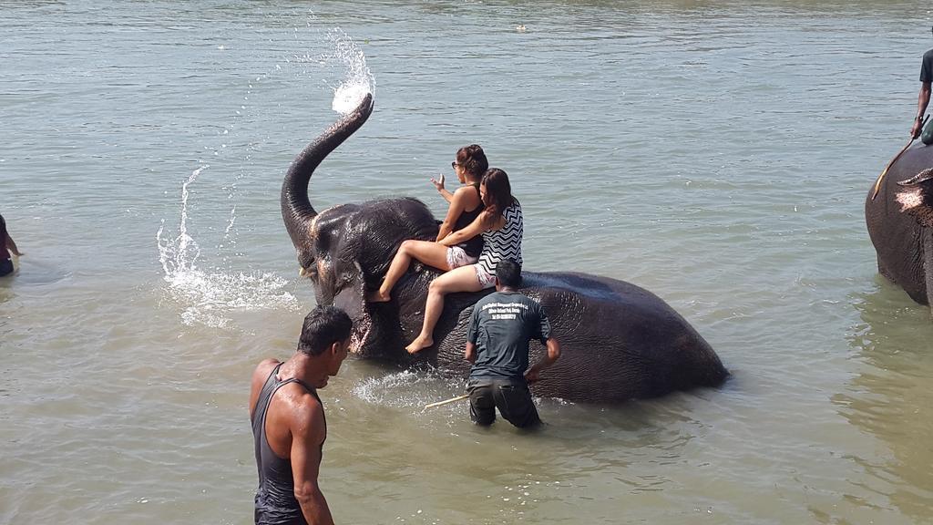 Hotel Jungle Wildlife Camp Sauraha Exterior foto